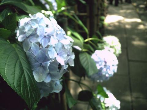 愛宕の紫陽花2.jpg