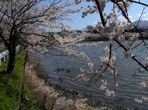 高田城のお堀の桜.jpg