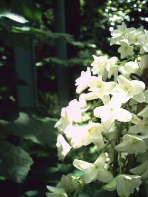 s-愛宕の白い花.jpg