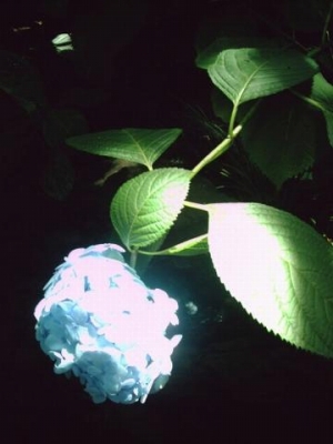 s-愛宕の紫陽花1.jpg